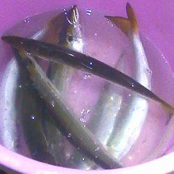 カマス爆釣！そして外道は大物